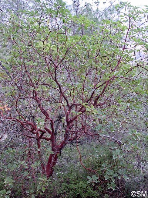 Arbutus andrachne