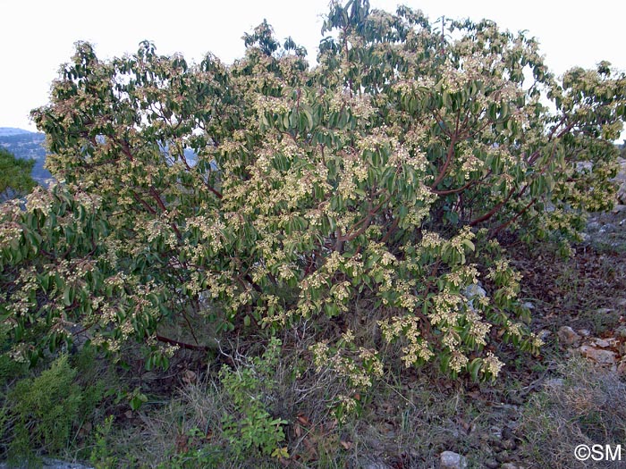 Arbutus andrachne