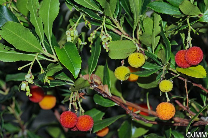 Arbutus unedo