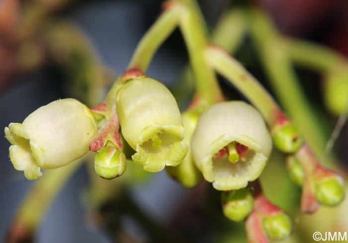 Arbutus unedo