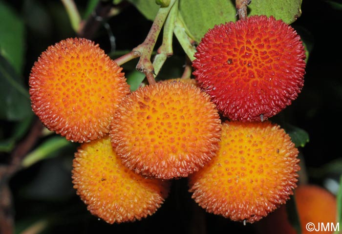 Arbutus unedo