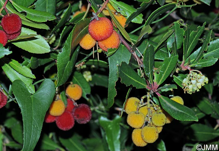 Arbutus unedo