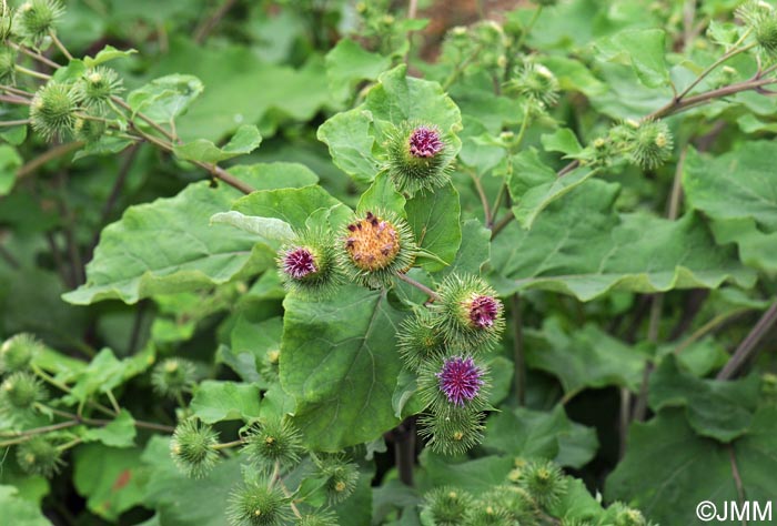 Arctium lappa