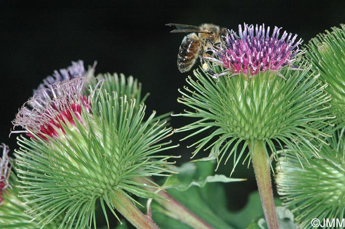 Arctium lappa