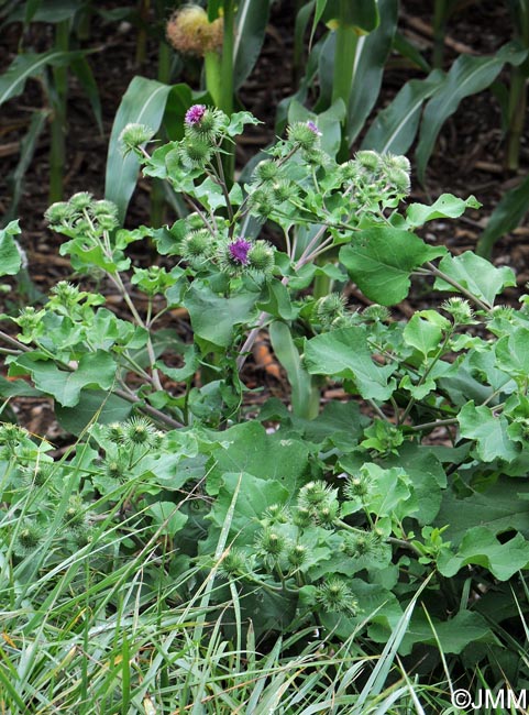 Arctium lappa