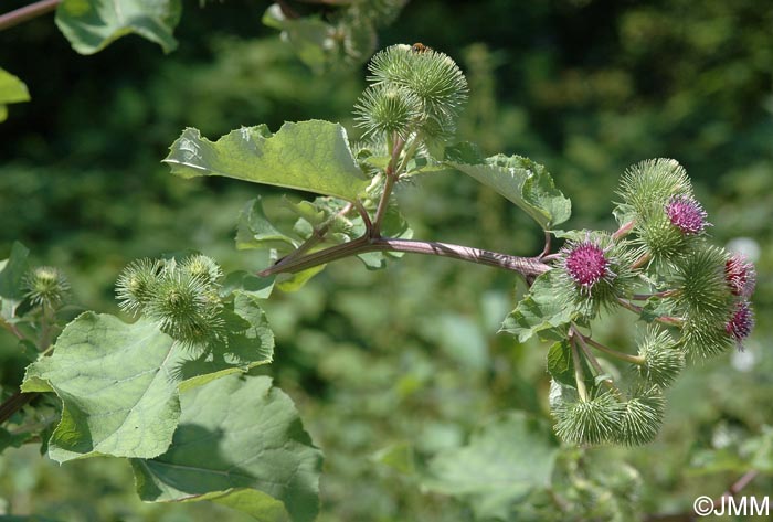 Arctium lappa