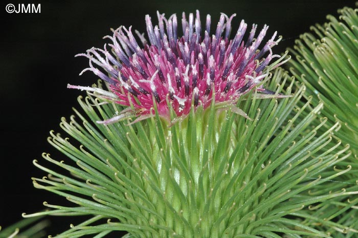 Arctium lappa