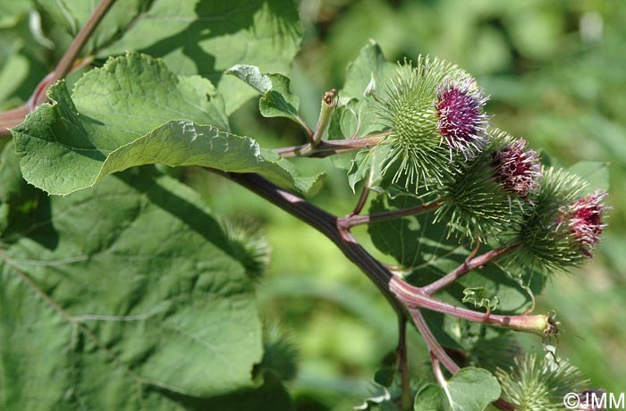 Arctium lappa