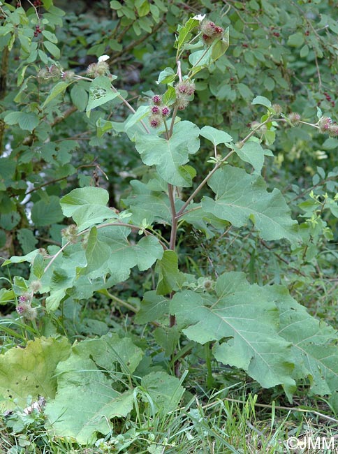 Arctium minus