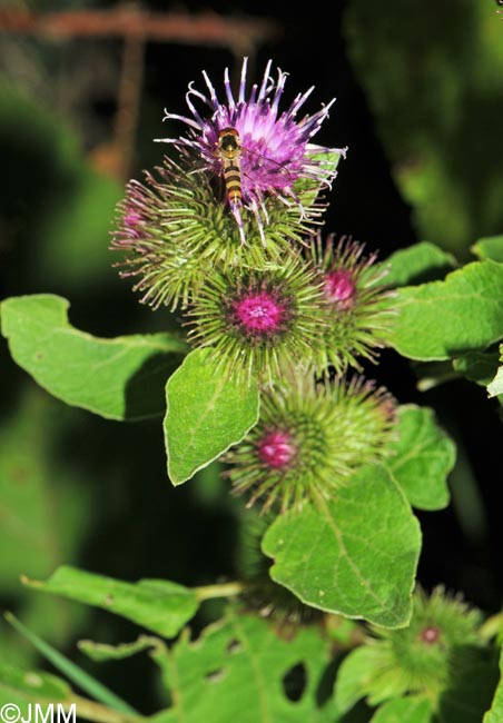 Arctium minus