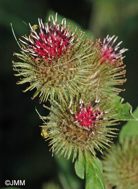 Arctium minus