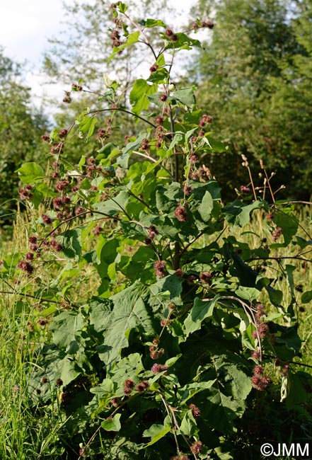 Arctium nemorosum