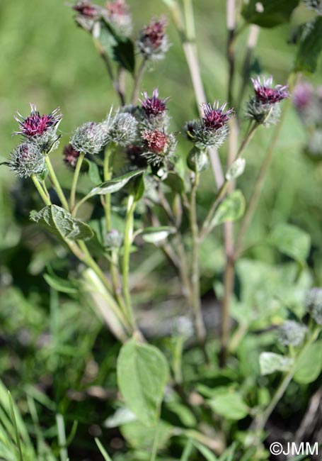 Arctium tomentosum