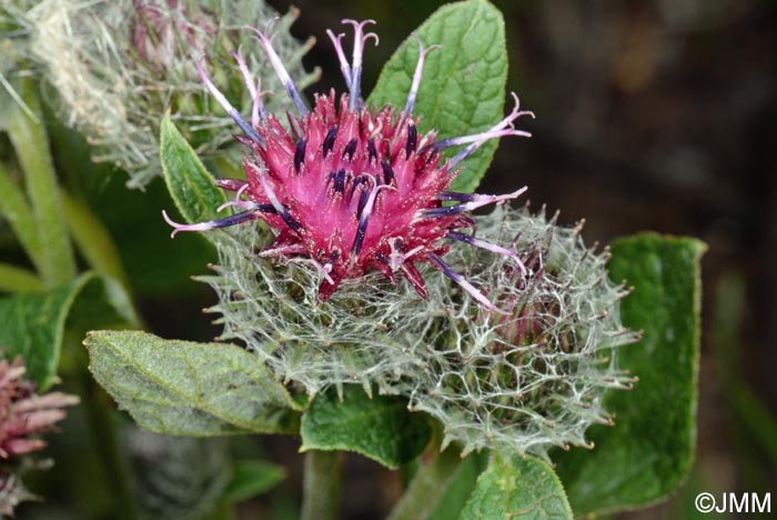 Arctium tomentosum