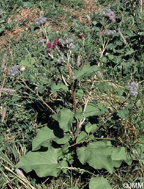 Arctium tomentosum