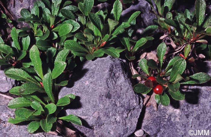 Arctostaphylos alpinus