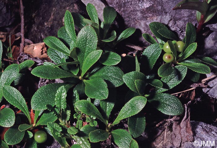 Arctostaphylos alpinus