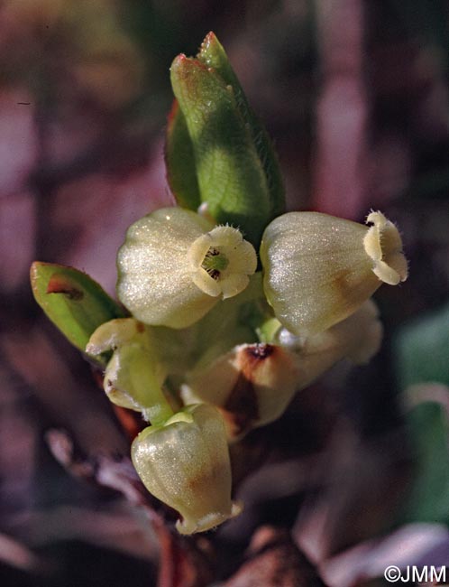 Arctostaphylos alpinus