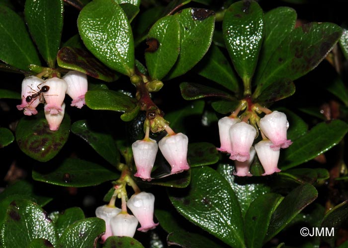 Arctostaphylos uva-ursi