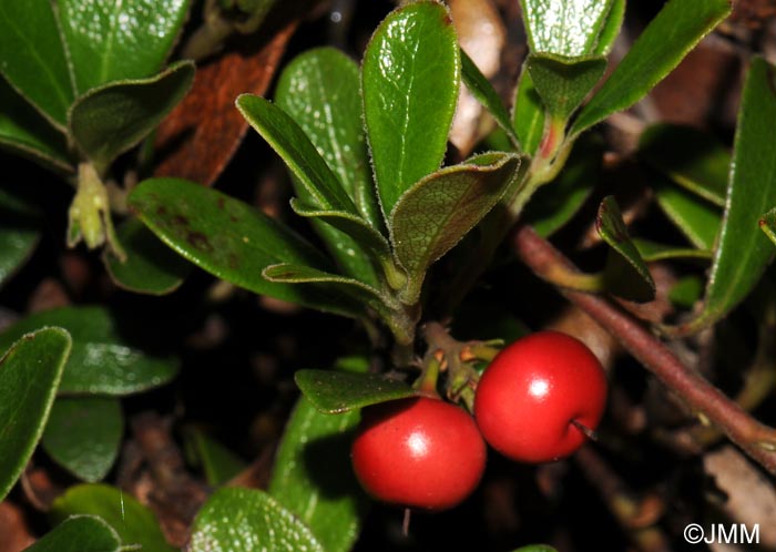 Arctostaphylos uva-ursi