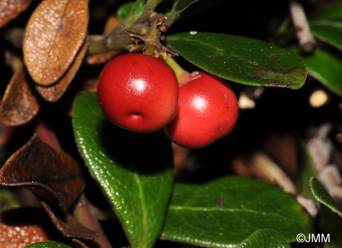 Arctostaphylos uva-ursi