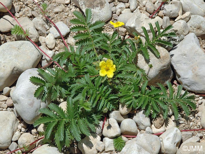 Argentina anserina subsp. anserina = Potentilla anserina