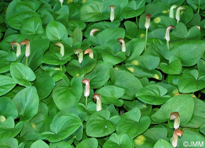 Arisarum vulgare