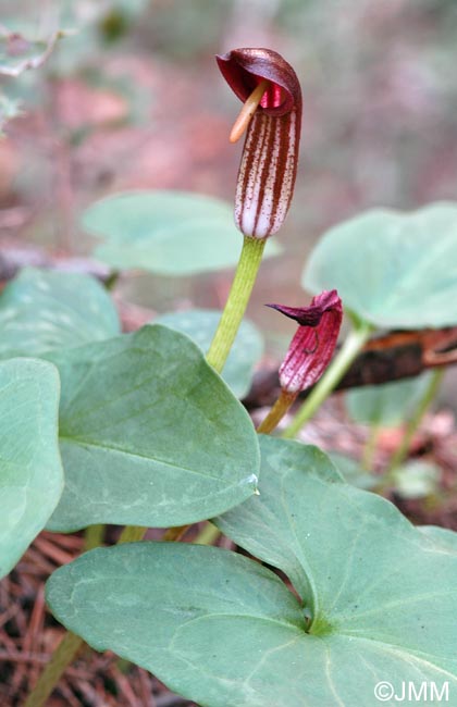 Arisarum vulgare