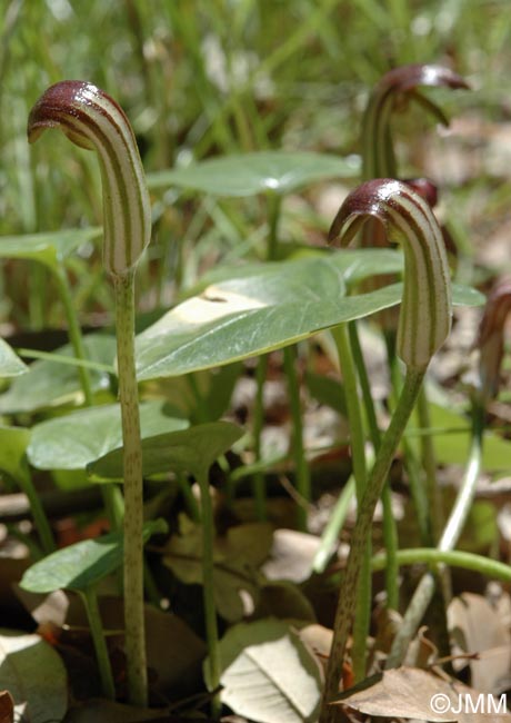 Arisarum vulgare