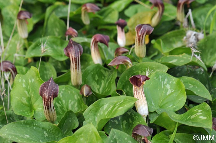 Arisarum vulgare