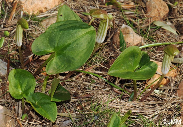 Arisarum vulgare