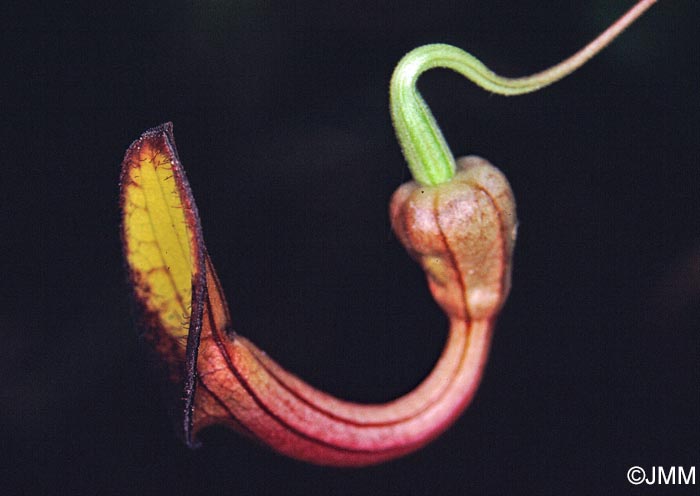 Aristolochia altissima