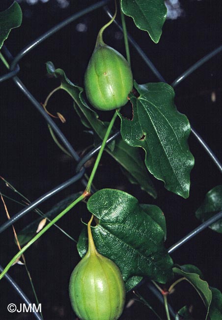 Aristolochia altissima