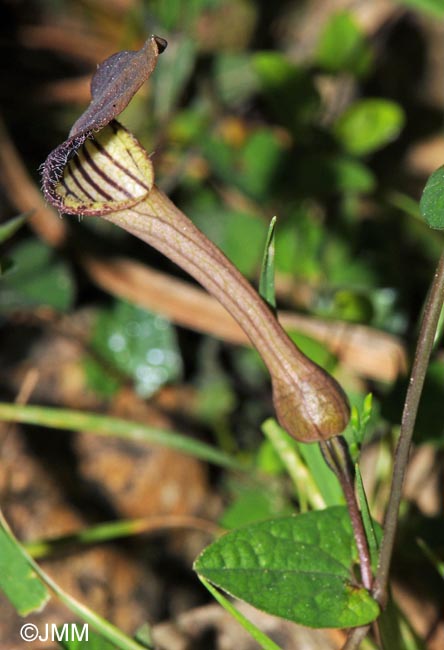 Aristolochia bianorii