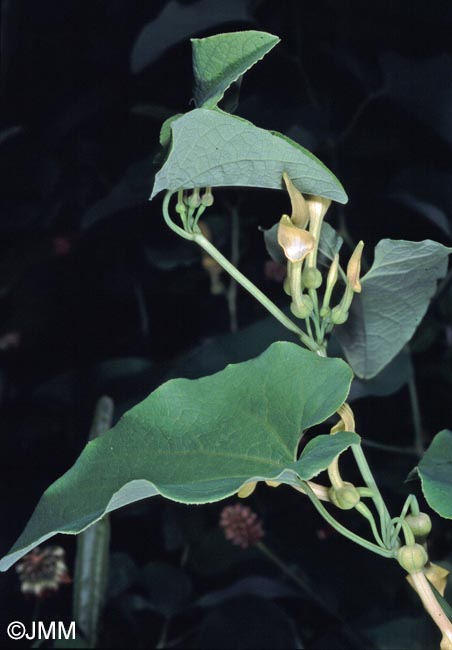 Aristolochia clematitis