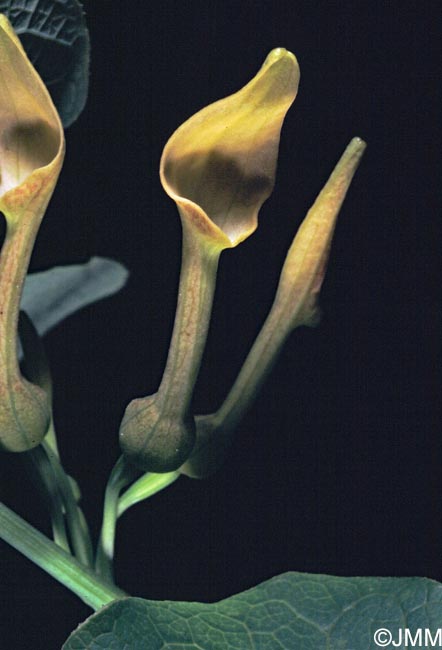 Aristolochia clematitis