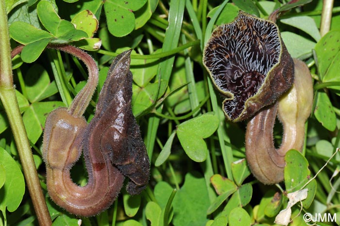 Aristolochia hirta