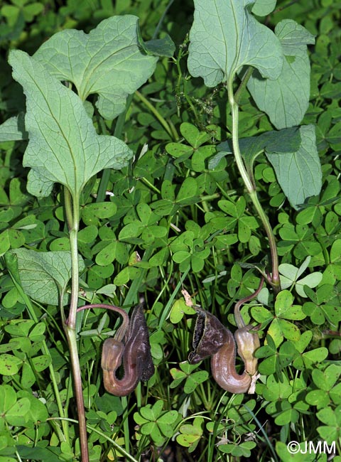 Aristolochia hirta