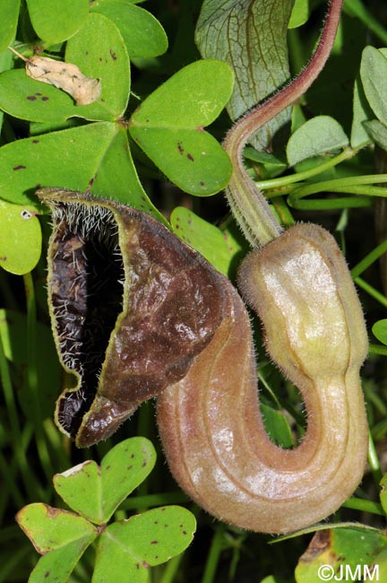 Aristolochia hirta