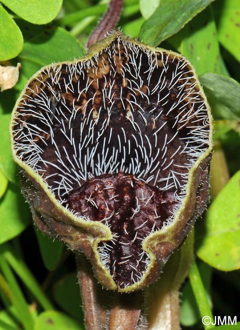 Aristolochia hirta