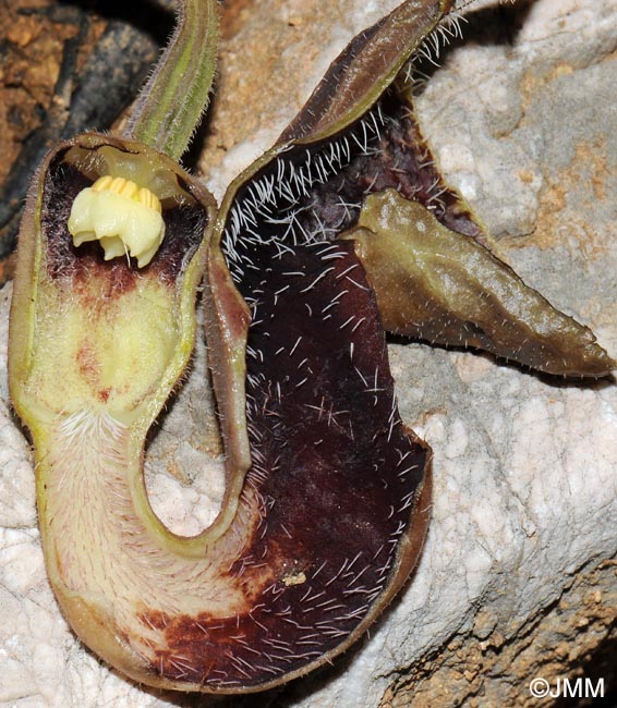 Aristolochia hirta