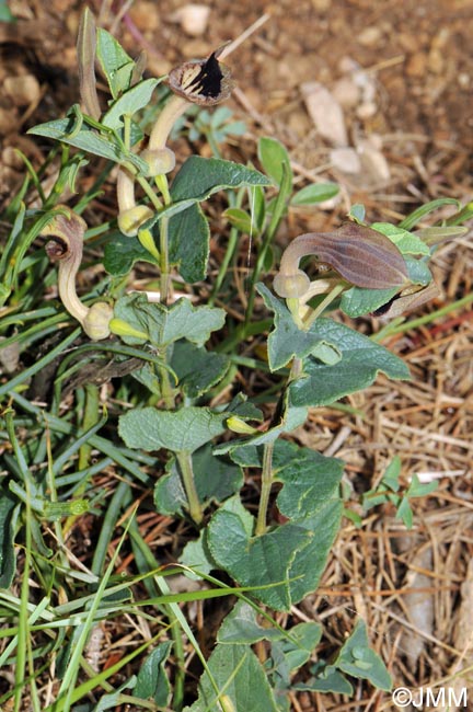 Aristolochia pistolochia