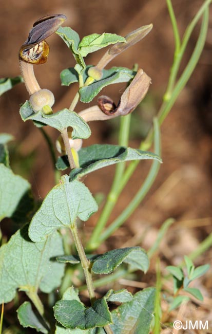 Aristolochia pistolochia