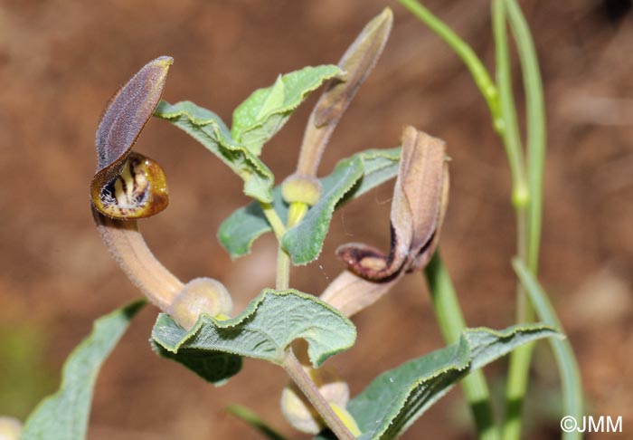 Aristolochia pistolochia