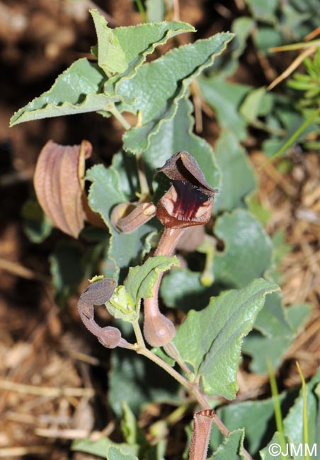 Aristolochia pistolochia