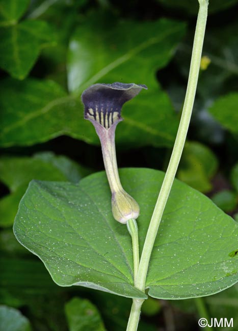 Aristolochia rotunda