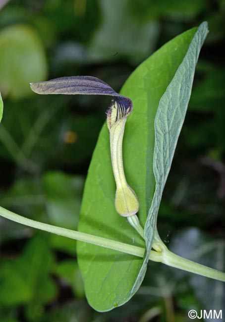 Aristolochia rotunda