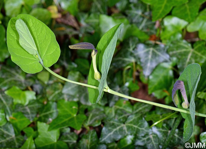 Aristolochia rotunda