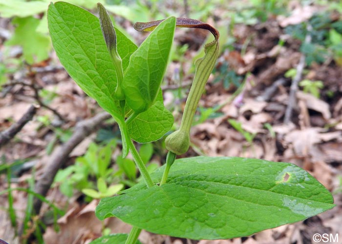 Aristolochia rotunda