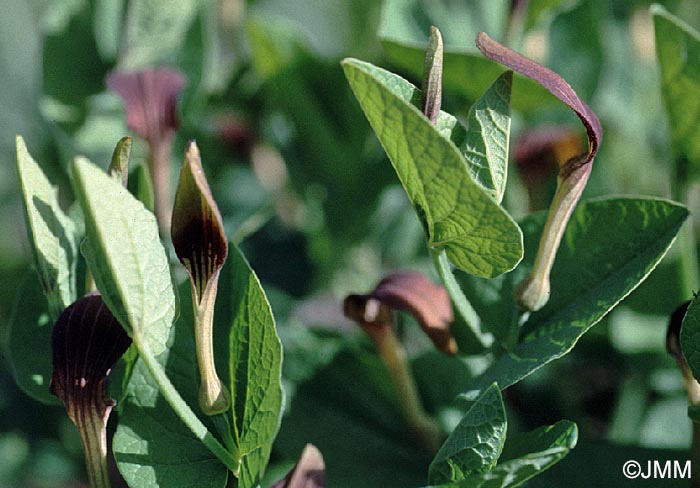 Aristolochia rotunda